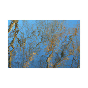 Maria Sibylla Merian - canvas